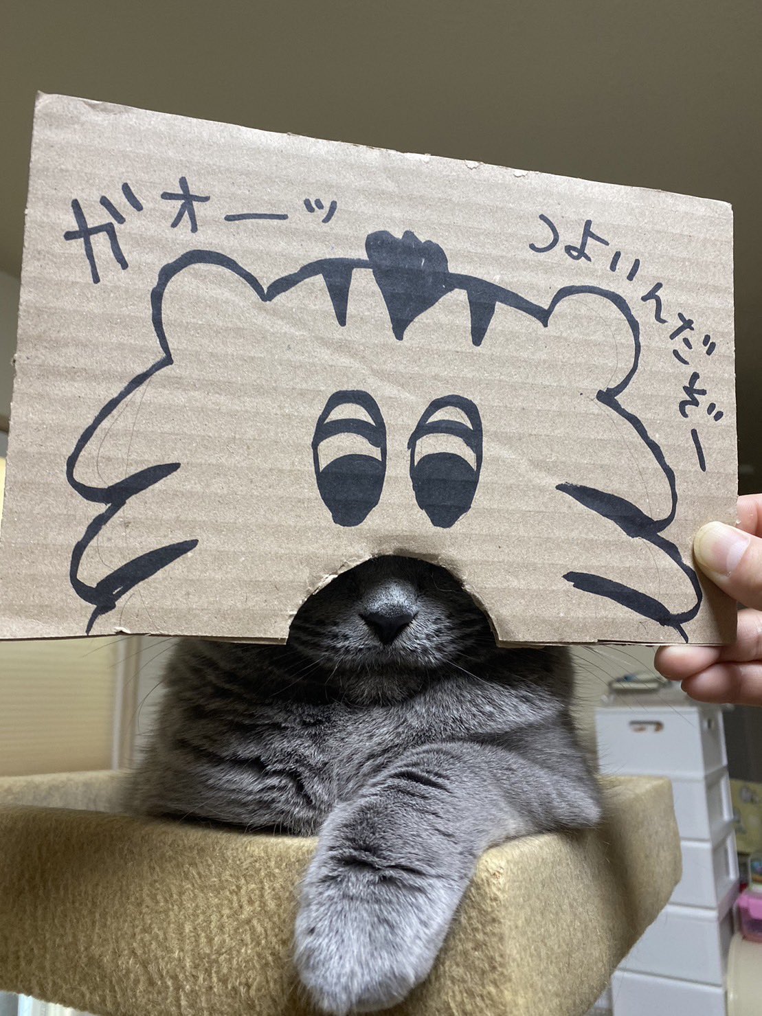 丸顔ねこ (@meg8171) / X