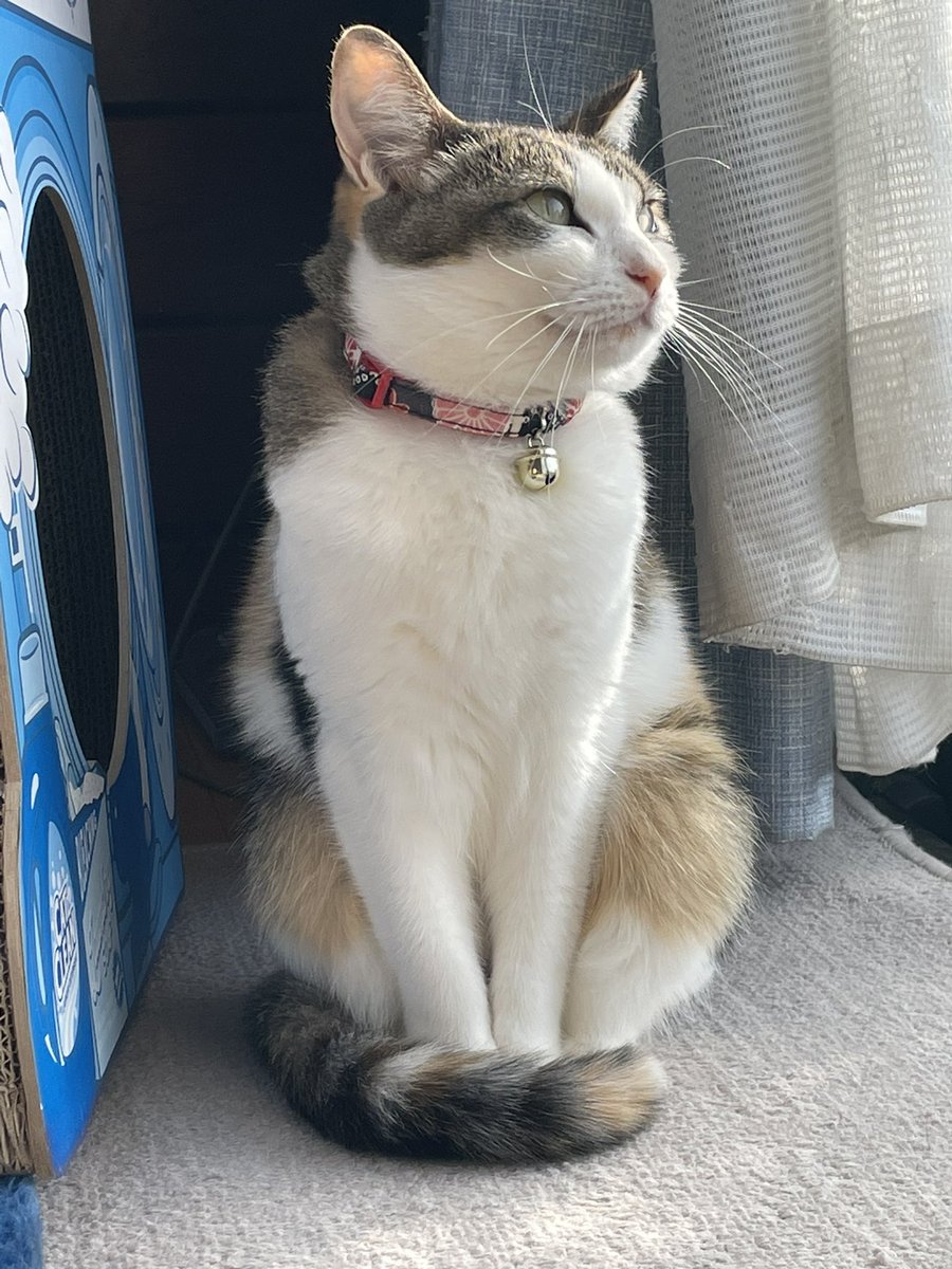 tomo344jp's tweet photo. 我が家の最高神モモである！
さあ！崇めよ！！
#猫の日 https://t.co/78fOqq48yi
