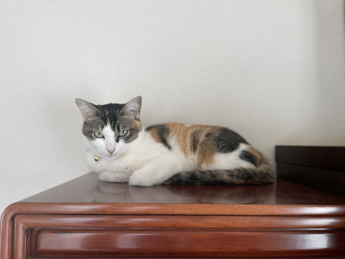 tomo344jp's tweet photo. 我が家の最高神モモである！
さあ！崇めよ！！
#猫の日 https://t.co/78fOqq48yi