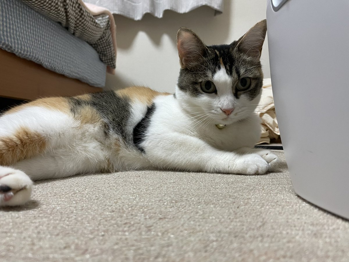 tomo344jp's tweet photo. 我が家の最高神モモである！
さあ！崇めよ！！
#猫の日 https://t.co/78fOqq48yi