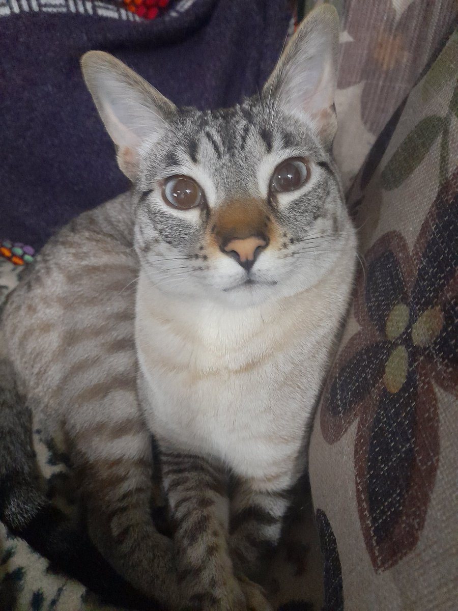 Chulo
