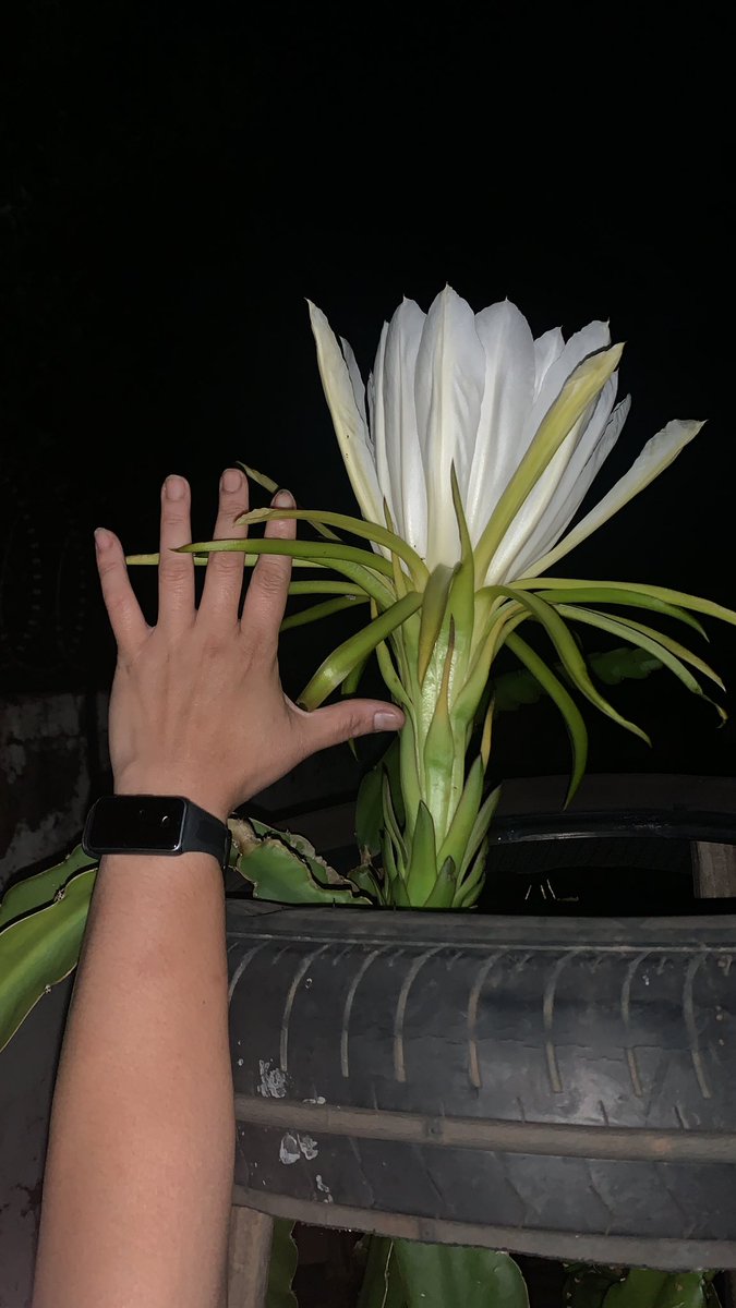 kongsingdeli's tweet photo. Blooming dragon fruit flowers https://t.co/oXrtF1vqyB