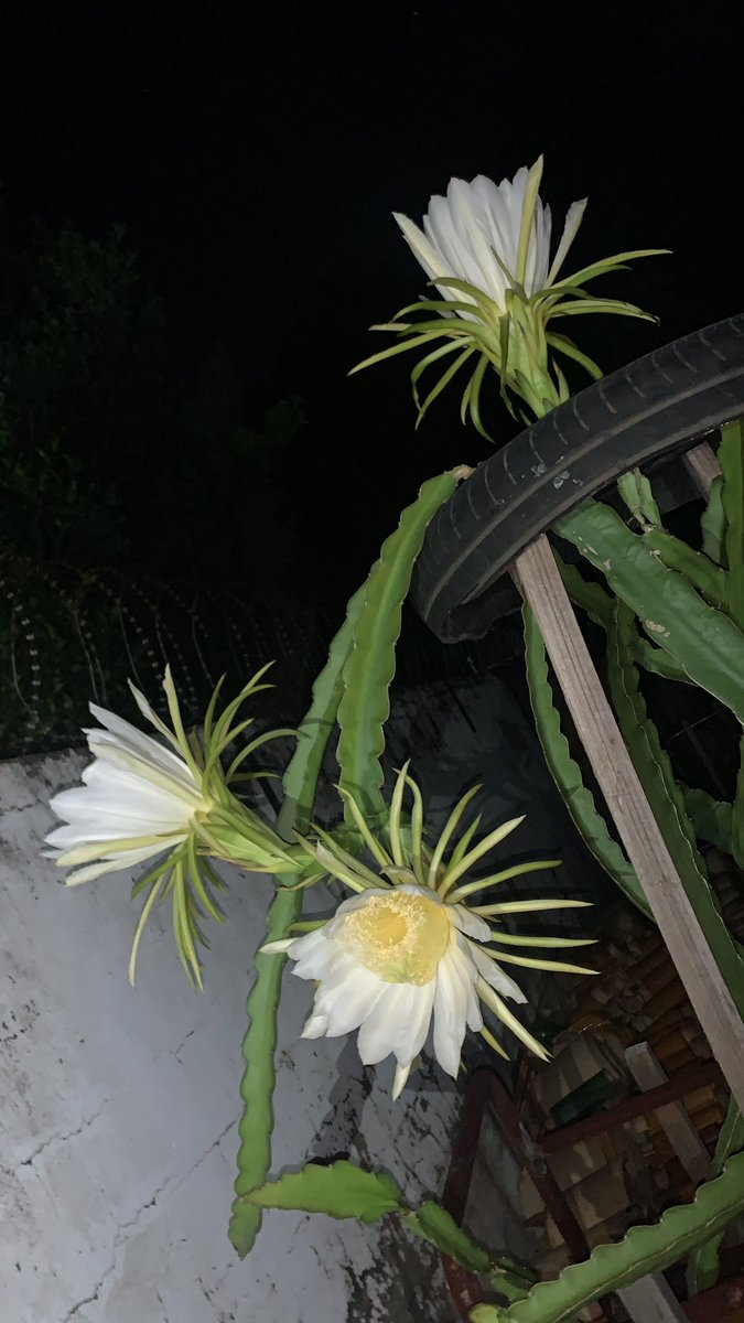 kongsingdeli's tweet photo. Blooming dragon fruit flowers https://t.co/oXrtF1vqyB