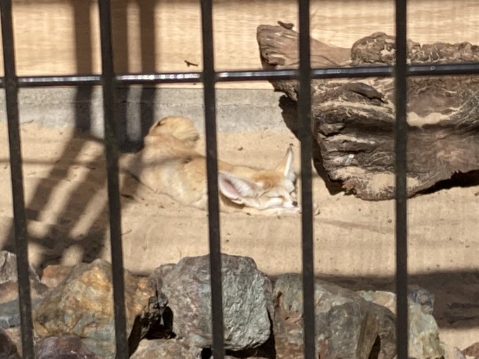 フェネックとけてる 