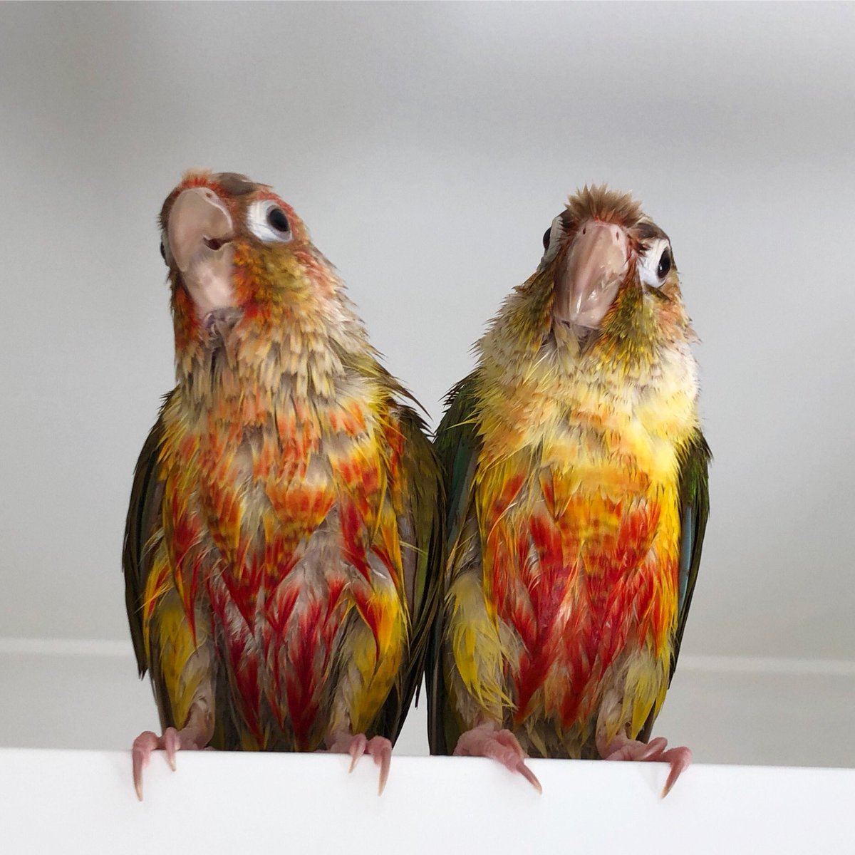 hyper_finch's tweet photo. Happy wet chicken Wednesday! 💦 https://t.co/5Q3LFQDP29