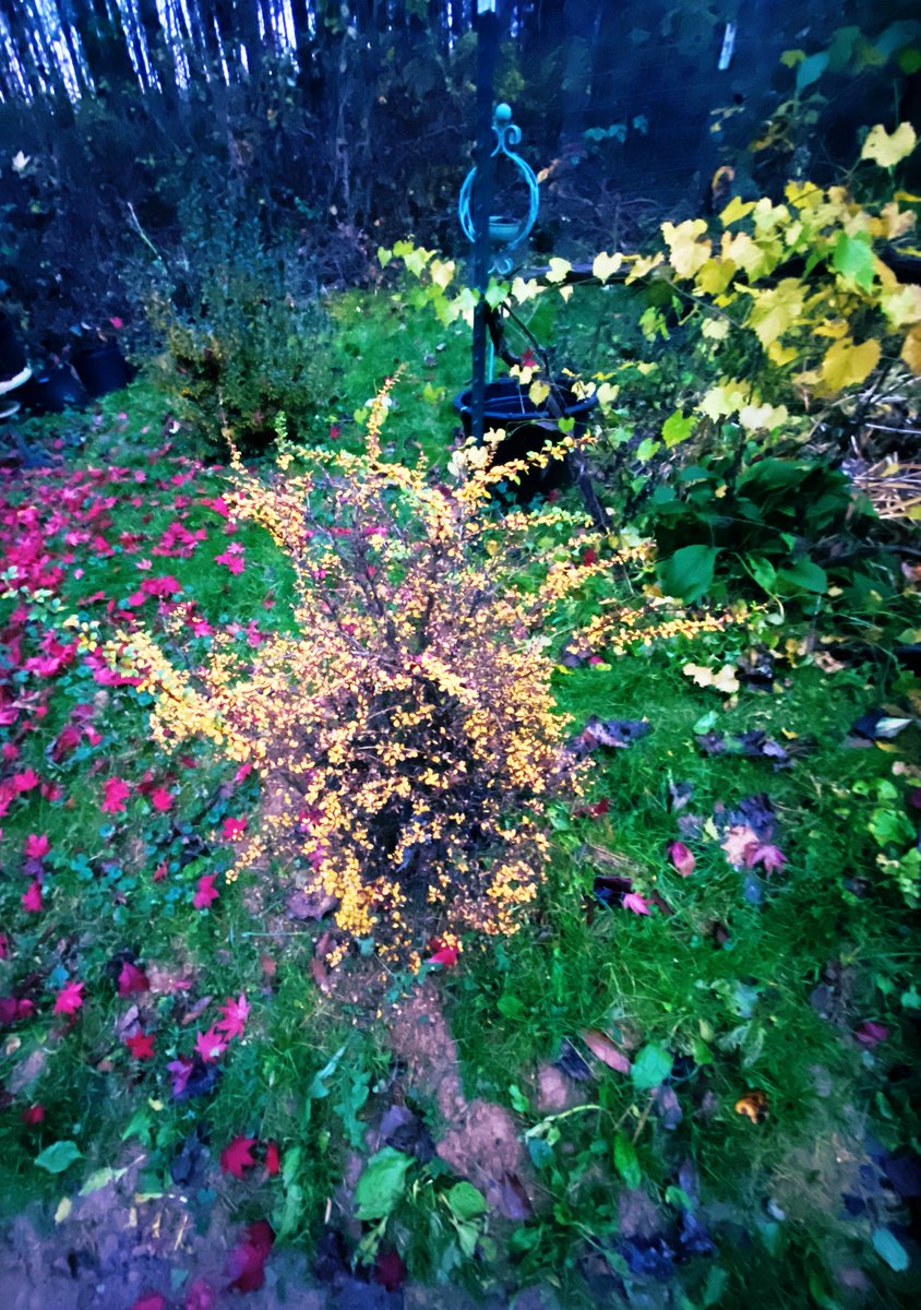 Our #variegatedbarberry #bush in the #fall . #barberries #bushes #plants #plants #shrub #shrubs #fallplants #autumnplants #barberrybush #barberrybushes #fallcolors #autumncolors #outdoors #nature #myplants2022 #woods #forest #savethebees #barberrybonsai #medicinalherbs #barberry