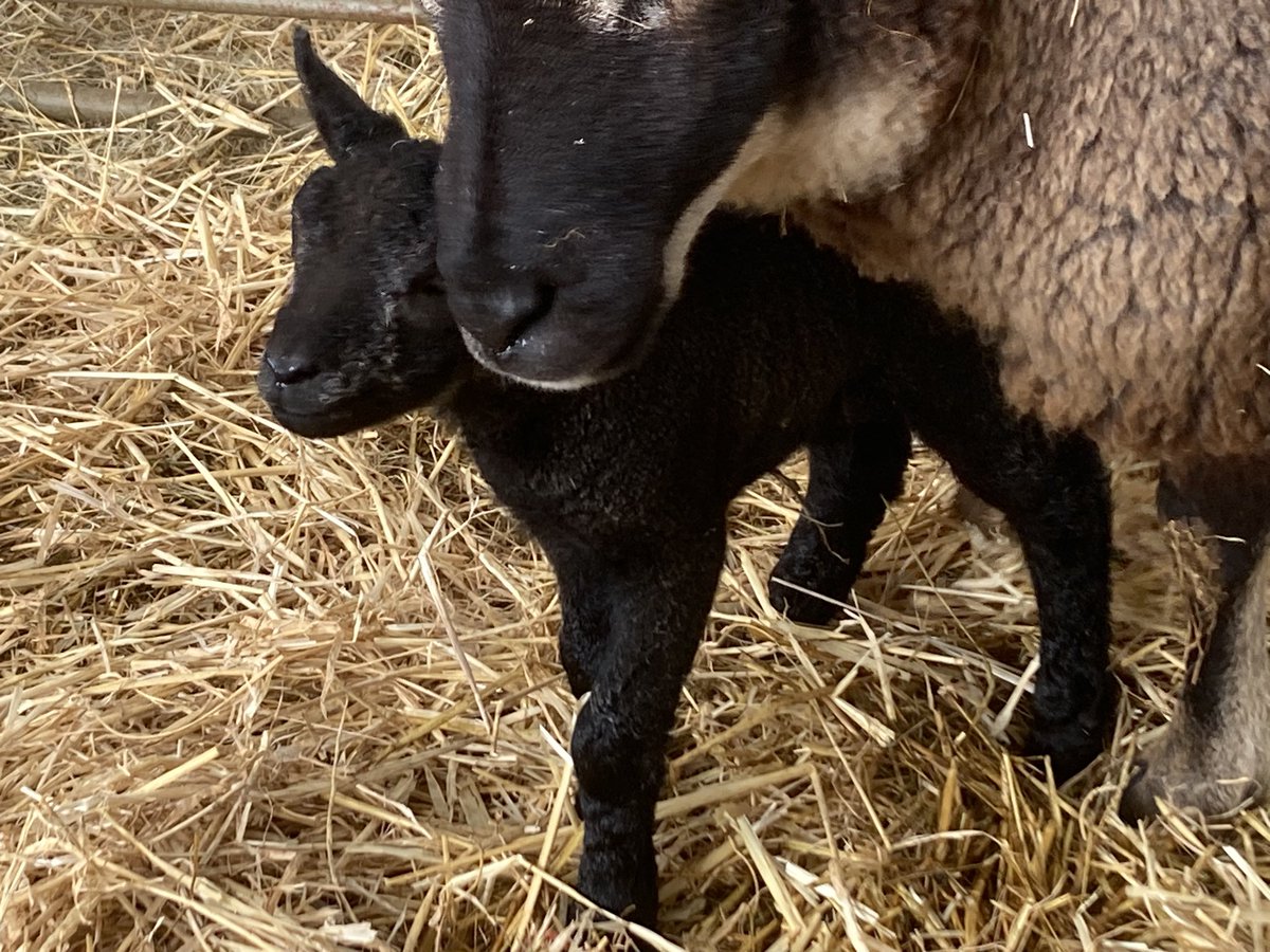 🐑 Farmer Dixon 🐐🐮🐓🐏🌿 tweet media