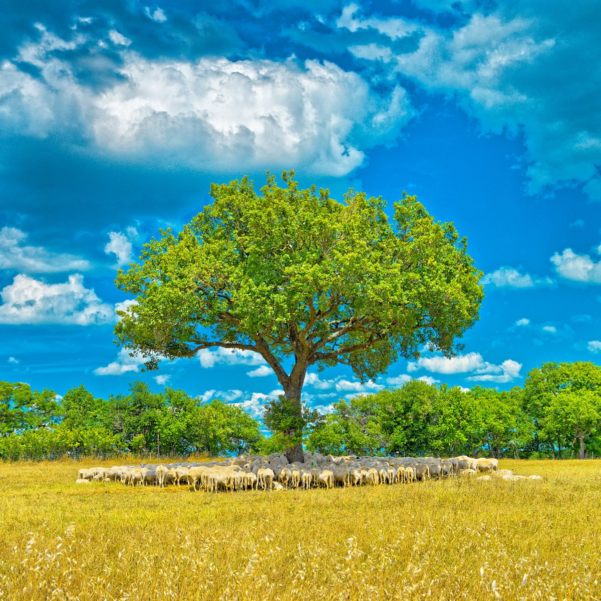 calice gallery tweet media