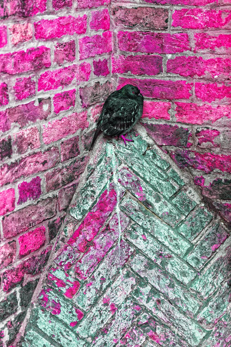 calice gallery tweet media