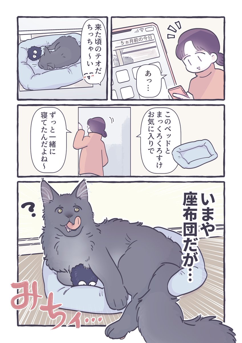 大きくなりました #猫の日 