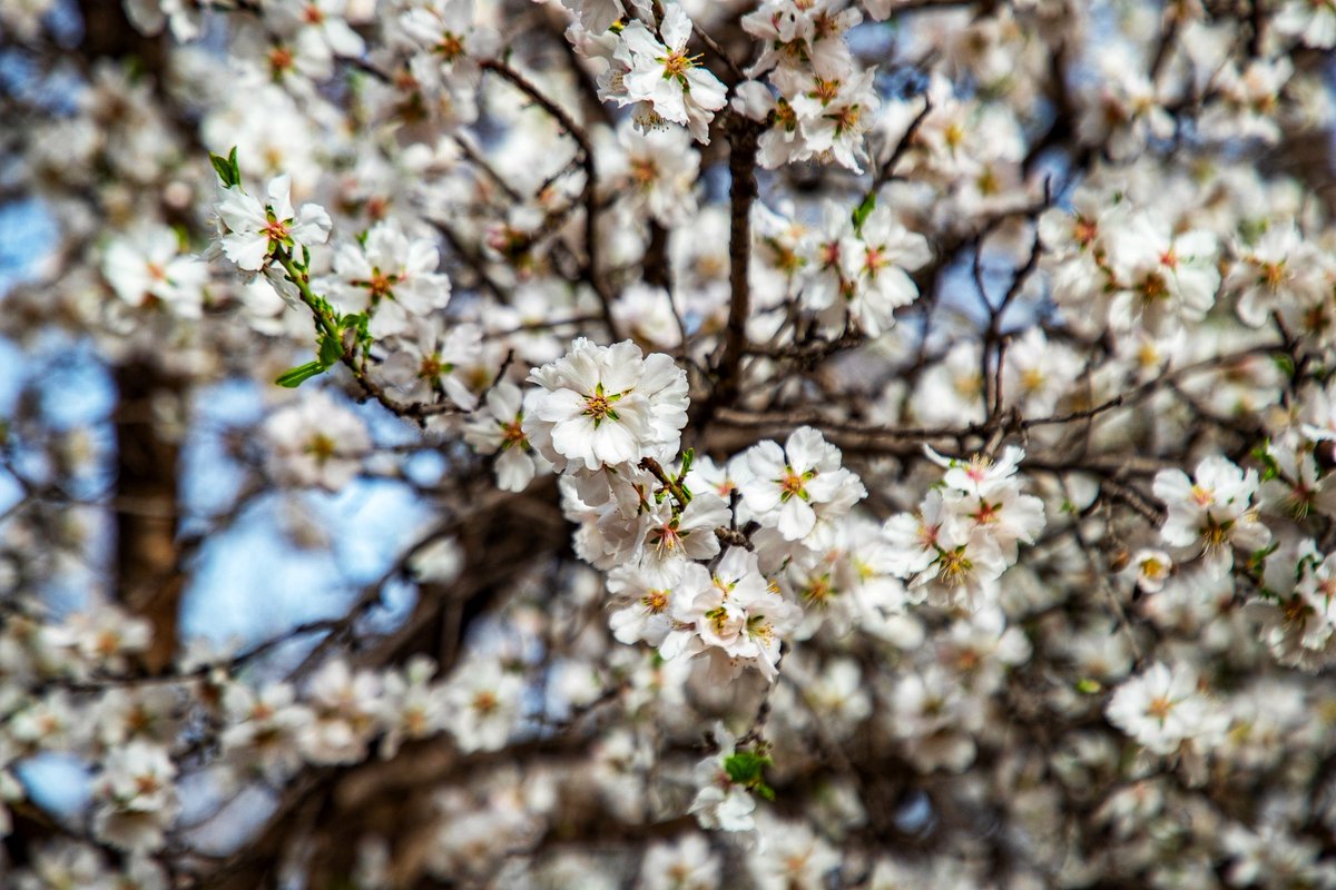 HispaniaVerde's tweet photo. En #Madrid ya empezamos a ver los primeros almendros en flor... https://t.co/jmlnhxfdWU