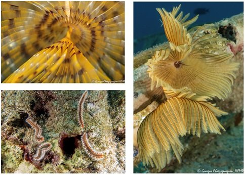 CETAF-DEST tweet media