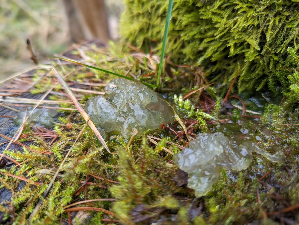 Slime mould or star jelly? 🤔🛸🍄