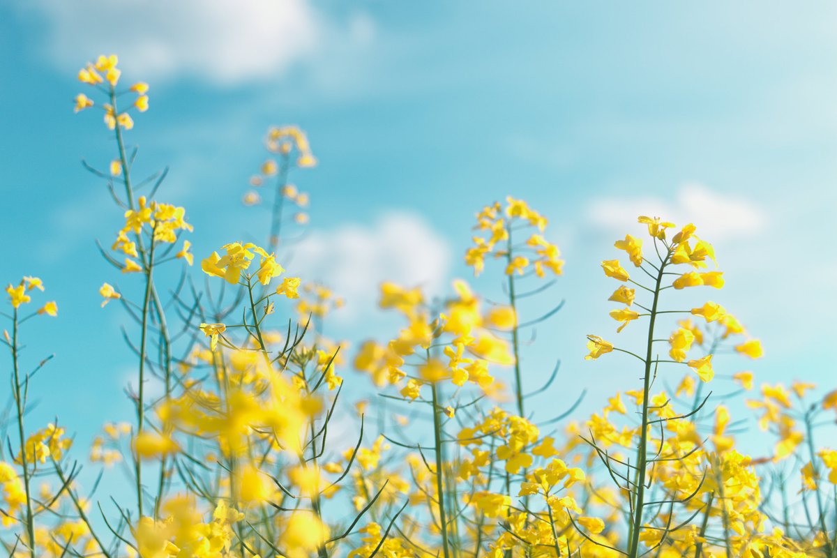 calice gallery tweet media