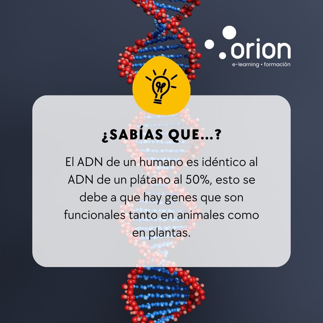 ¡Explora los misterios del ADN humano con SABIASQUE! ¡Descubre curiosidades fascinantes sobre la complejidad del ADN y cómo nos hace únicos a todos!
 #sabiasque #adnhumano #curiosidades