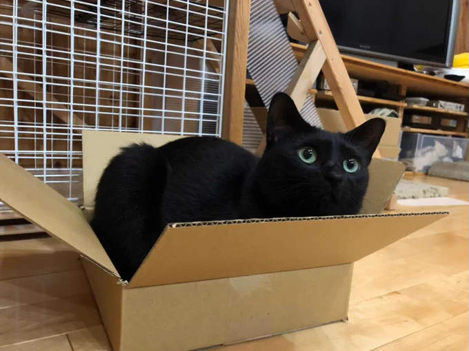 ねこのひなので 実家のお転婆お嬢の写真を 