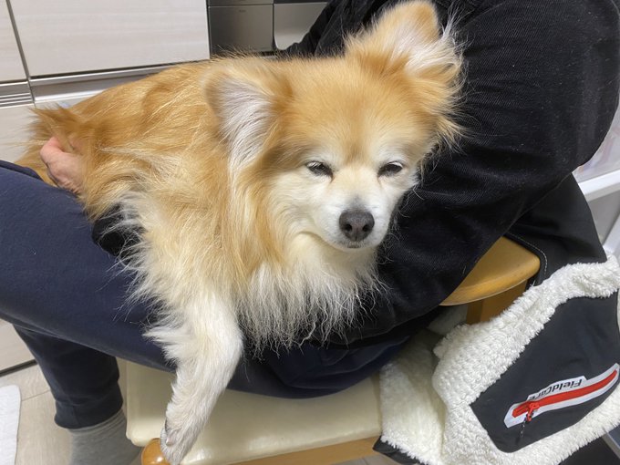 何が猫の日じゃい

こっちは犬やぞ 