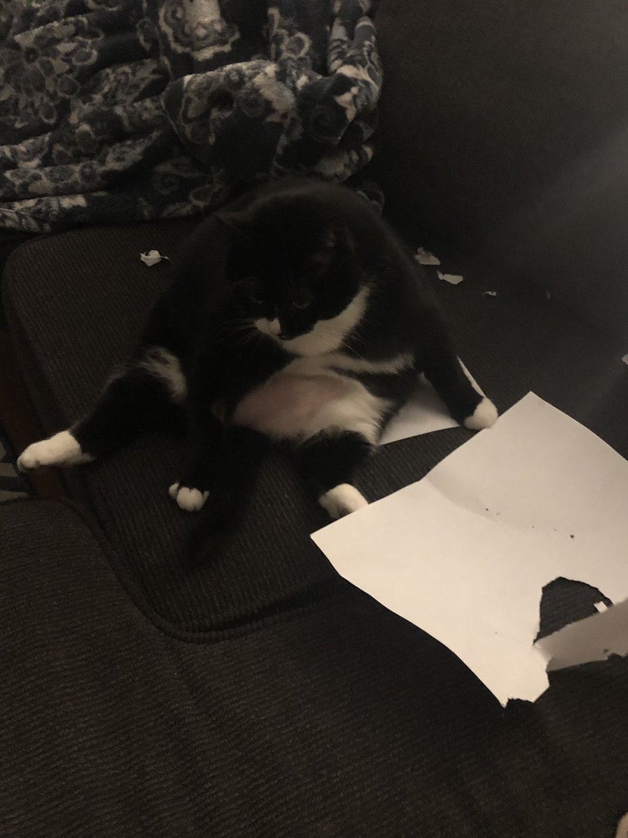 StarTuxie's tweet photo. #startuxie #CATGIRL #CatsLover #TuxieGang #WhiskersWednesday #love  Here is a hard working feline paper shredder good gal https://t.co/kP1GhtDpAX