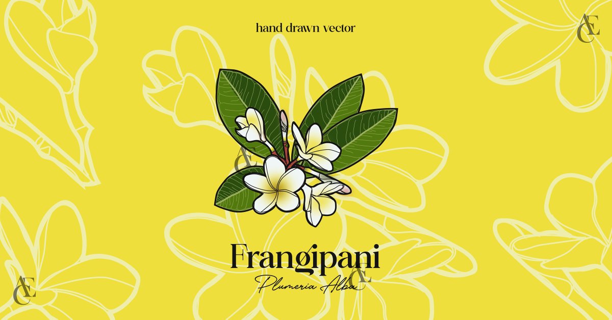 Frangipani Flower banner~ (Famous flower around tropical area) #frangipani #frangipaniflower #plumeria #tropical #tropicalflowers #design #handdrawn #illustration #vectorart #vector #bannerdesign #banner #illustrator