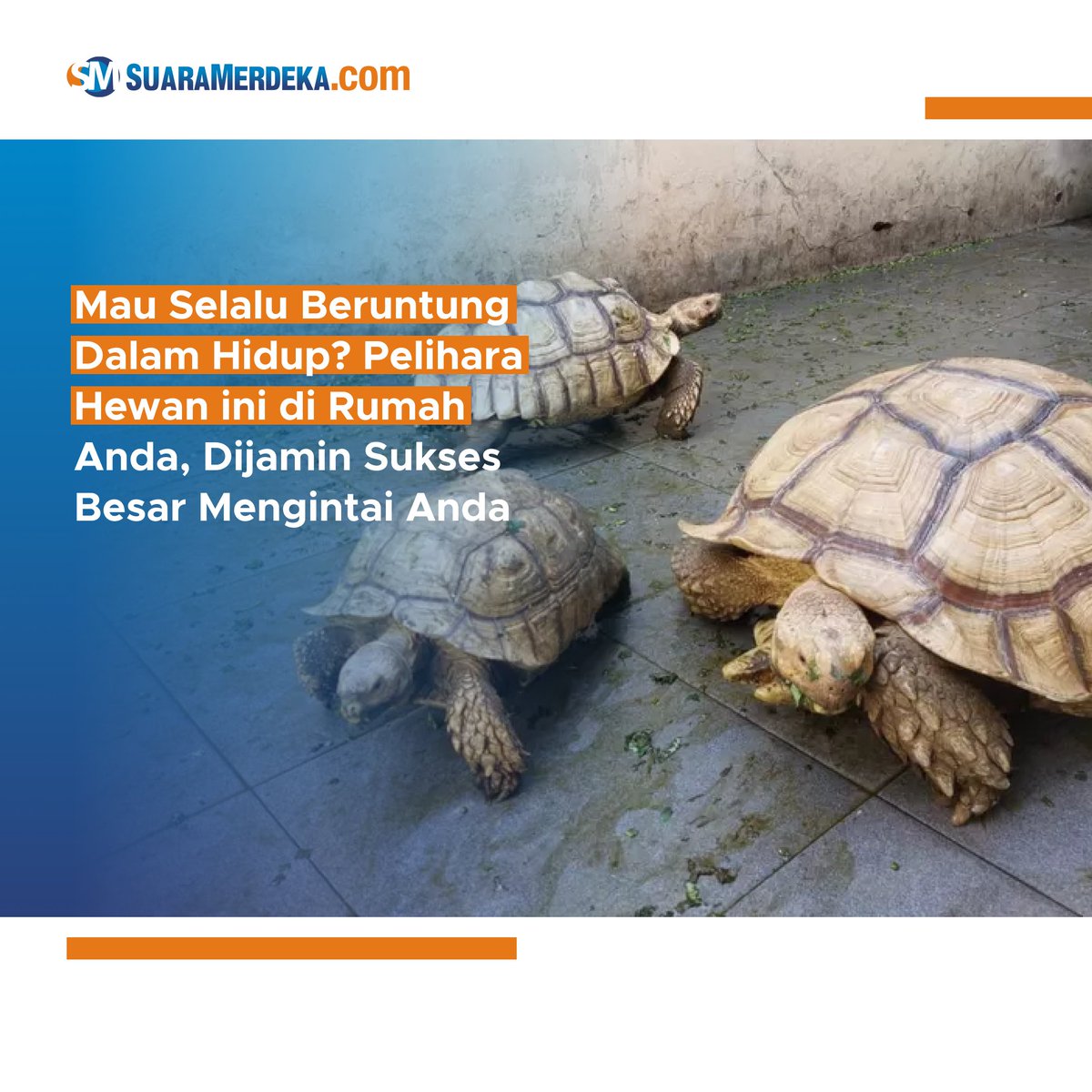 suaramerdeka's tweet image. Mau Selalu Beruntung Dalam Hidup? Pelihara Hewan ini di Rumah Anda, Dijamin Sukses Besar Mengintai Anda

suaramerdeka.com/gaya-hidup/047…

#keberuntungan #beruntung #hewanpeliharaan #hewanlucu #hewan #peliharaan #kesuksesan #sukses