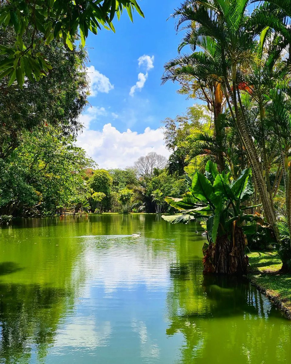 Mon Île Maurice tweet media