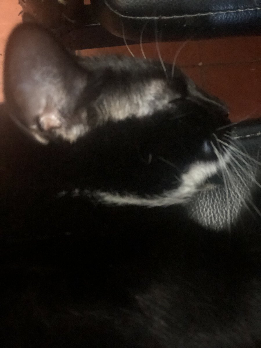 serpentMitsuki's tweet photo. “I have the perfect kitty!” https://t.co/RpYB8nE4zq