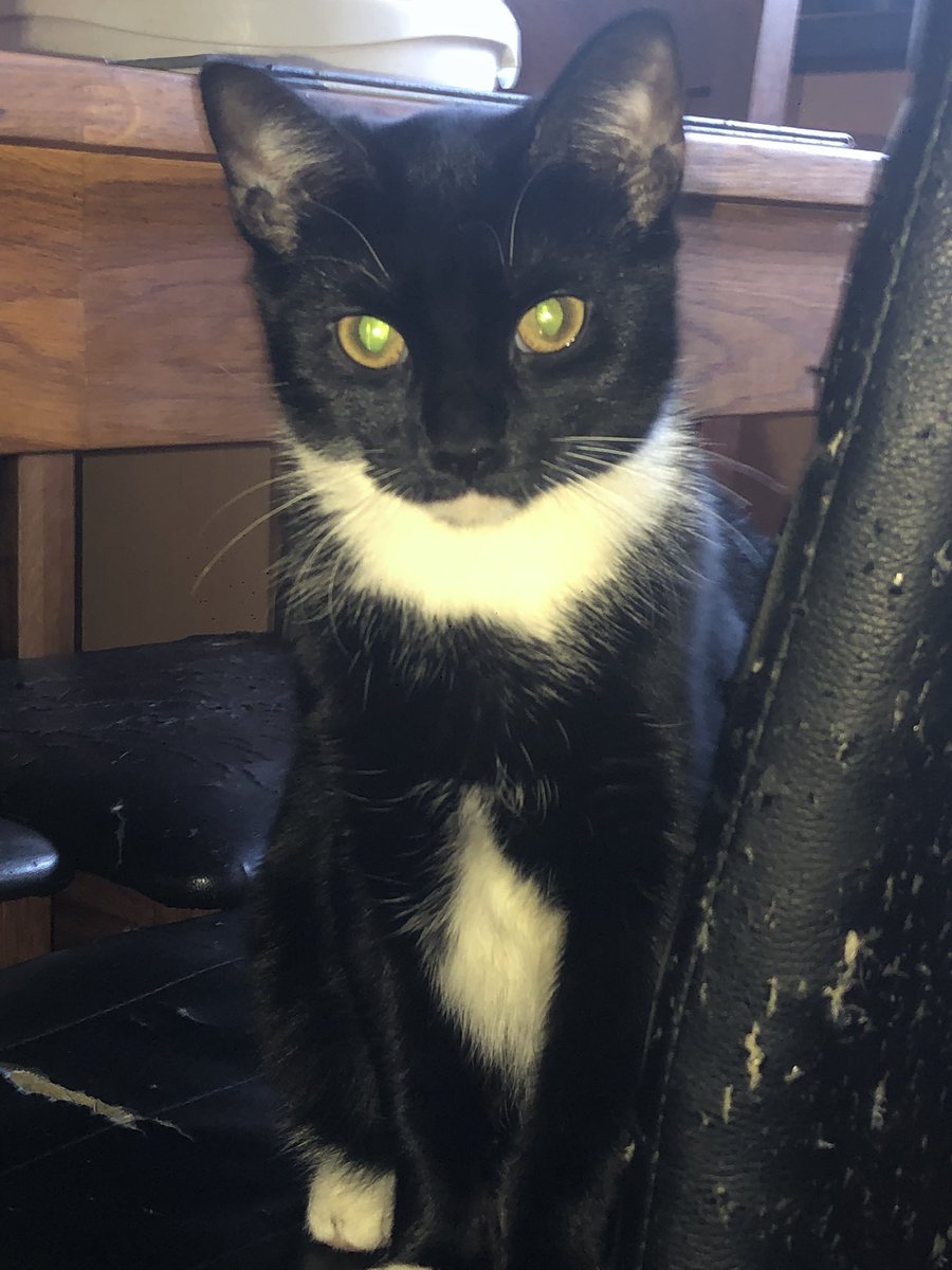 serpentMitsuki's tweet photo. “I have the perfect kitty!” https://t.co/RpYB8nE4zq