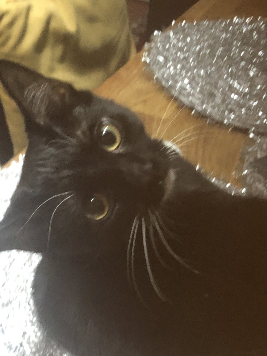 serpentMitsuki's tweet photo. “I have the perfect kitty!” https://t.co/RpYB8nE4zq