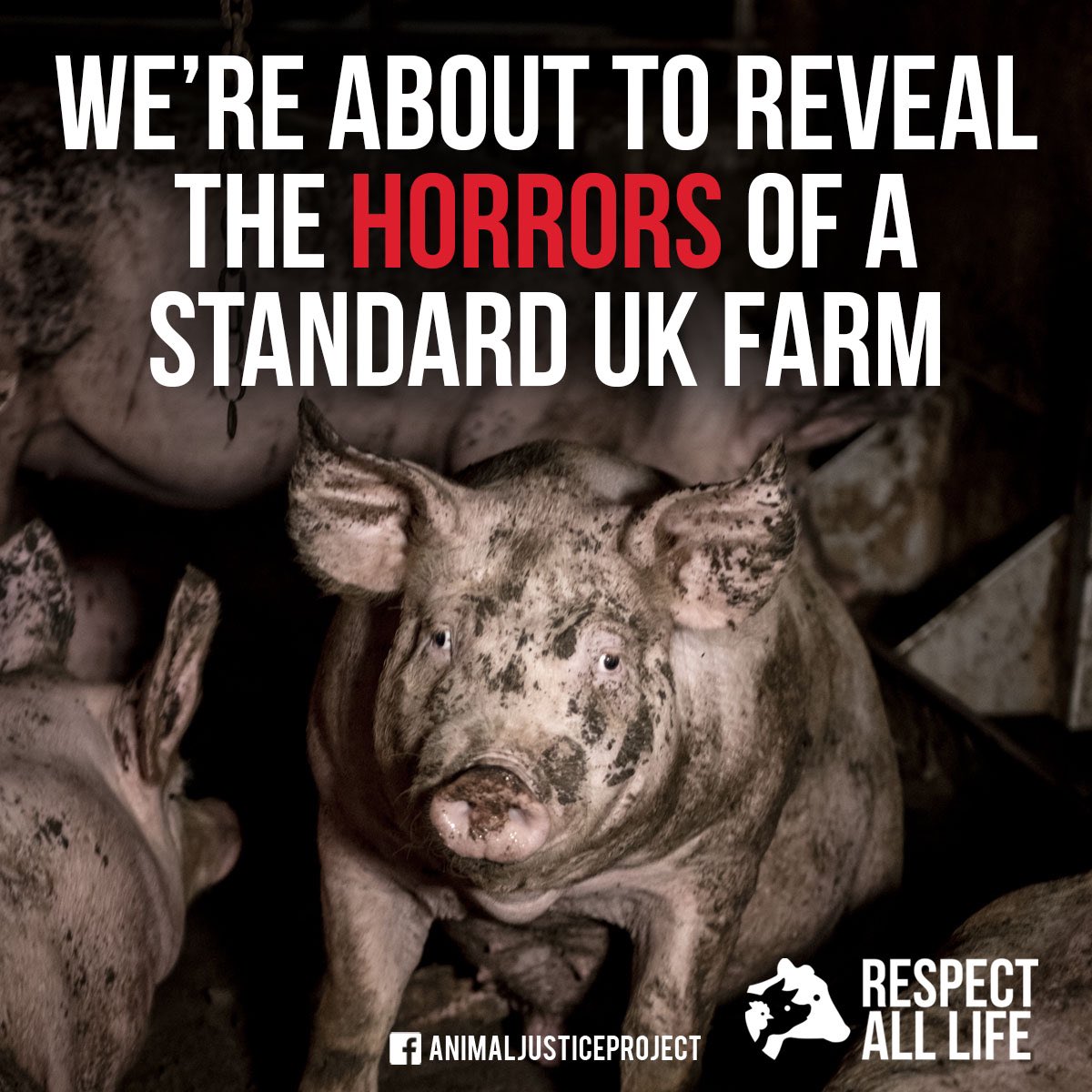 AnimalJusticeProject (@ajpReact) / Twitter AnimalJusticeProject (@ajpReact) / Twitter