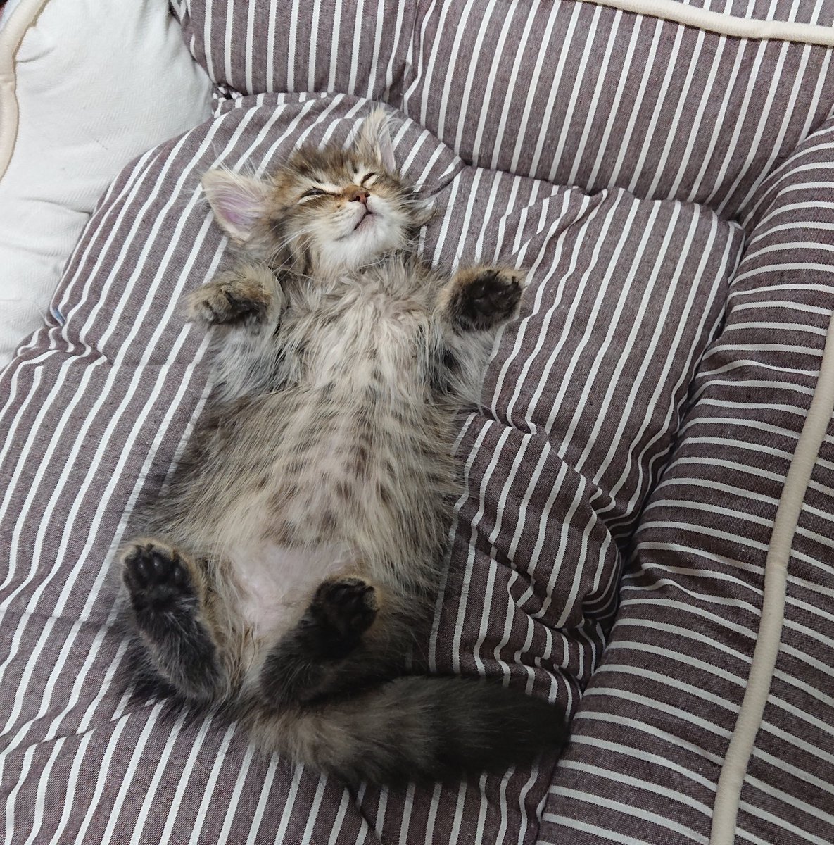 kyo_clm's tweet photo. 今日は猫の日です
なので3年前の雷蔵と今の雷蔵の比較を…
#猫 #猫の日2023  #サイベリアン #猫の日 https://t.co/VPcmkJOnlI