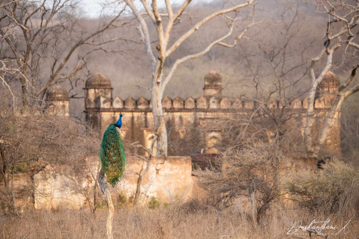 Dush18's tweet photo. Ranthambore Park is not only about wildlife its a combination of scattered bygone structures. This is one of those images blends nature and history.

Peacock sitting on a dead tree trunk  - summer morning
#wildlifephotography #nature #wildlife #History https://t.co/euwIsOy4N0