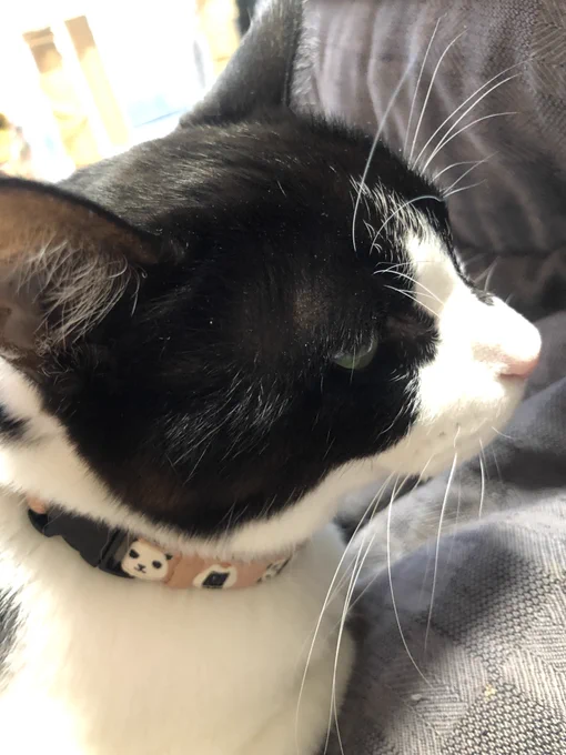 ねこの日#ハチワレは世界を救う協会 