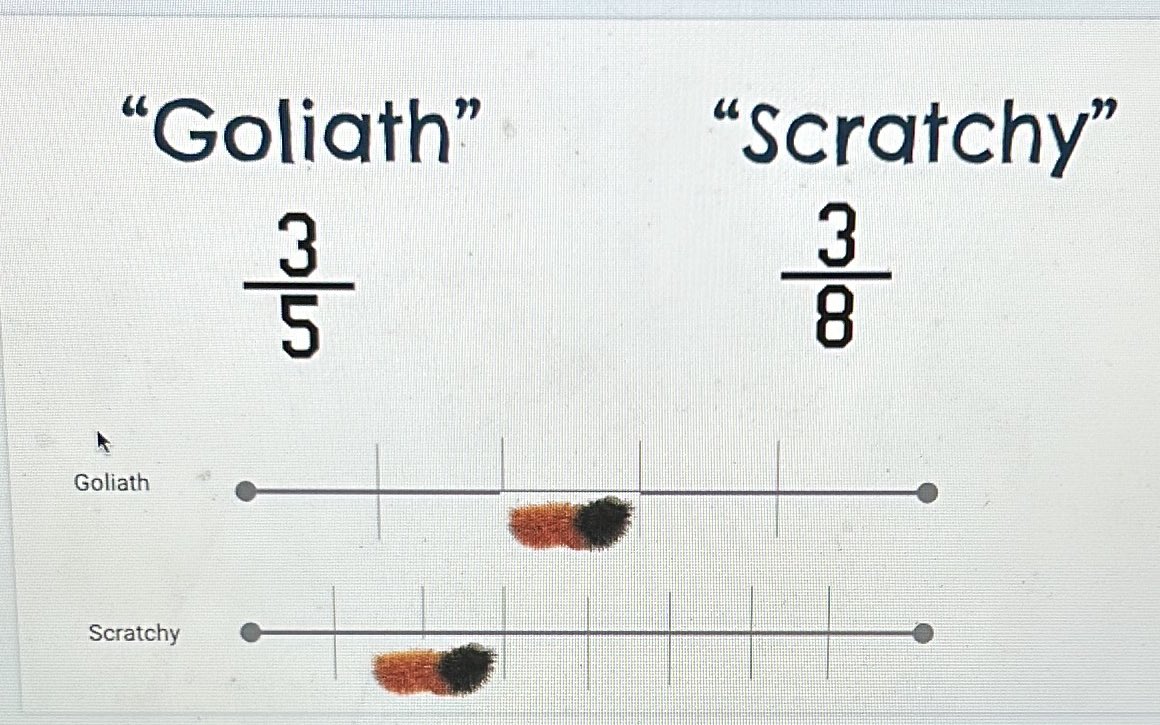 thurlowleanne's tweet image. Our G4 applying their understanding of fractions to solve real world problems, like which woolly worm travelled the furtherest in this race? How do we know? What does it mean to have a common numerator or common denominator Some great conversations! #saisrocks #pypmath
