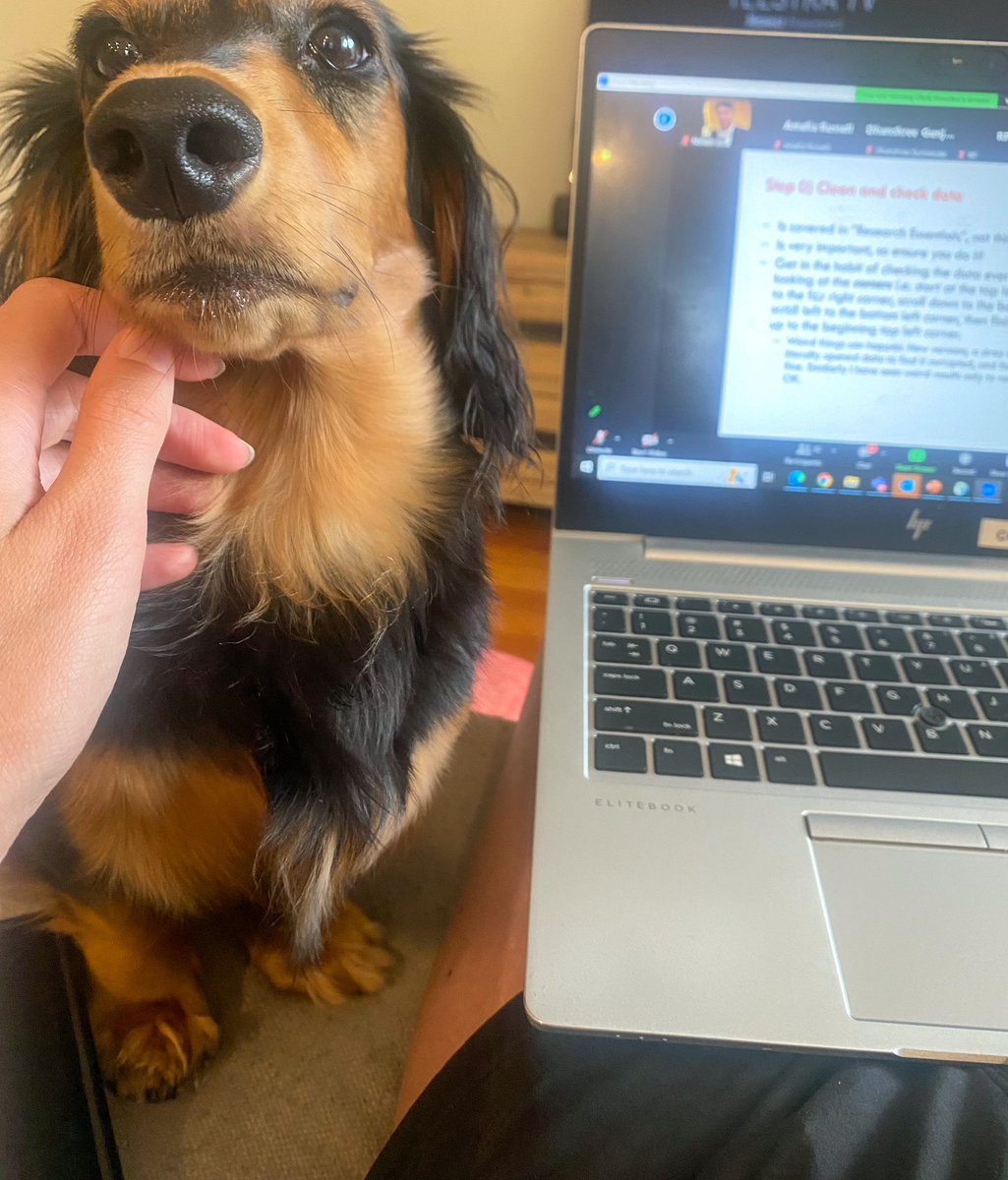 CJJennett's tweet photo. Someone was not so happy that this weeks WFH day, was actually 6 hours of training and coursework. 😅🐶 #PhDLife #PhDChatter #PhDPets https://t.co/9NRYTeM6tx