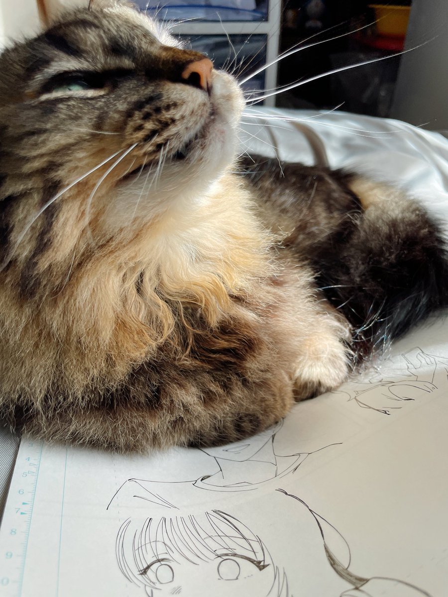 「原稿の上が好き猫 」|追本🌸花モノ単行本発売中のイラスト