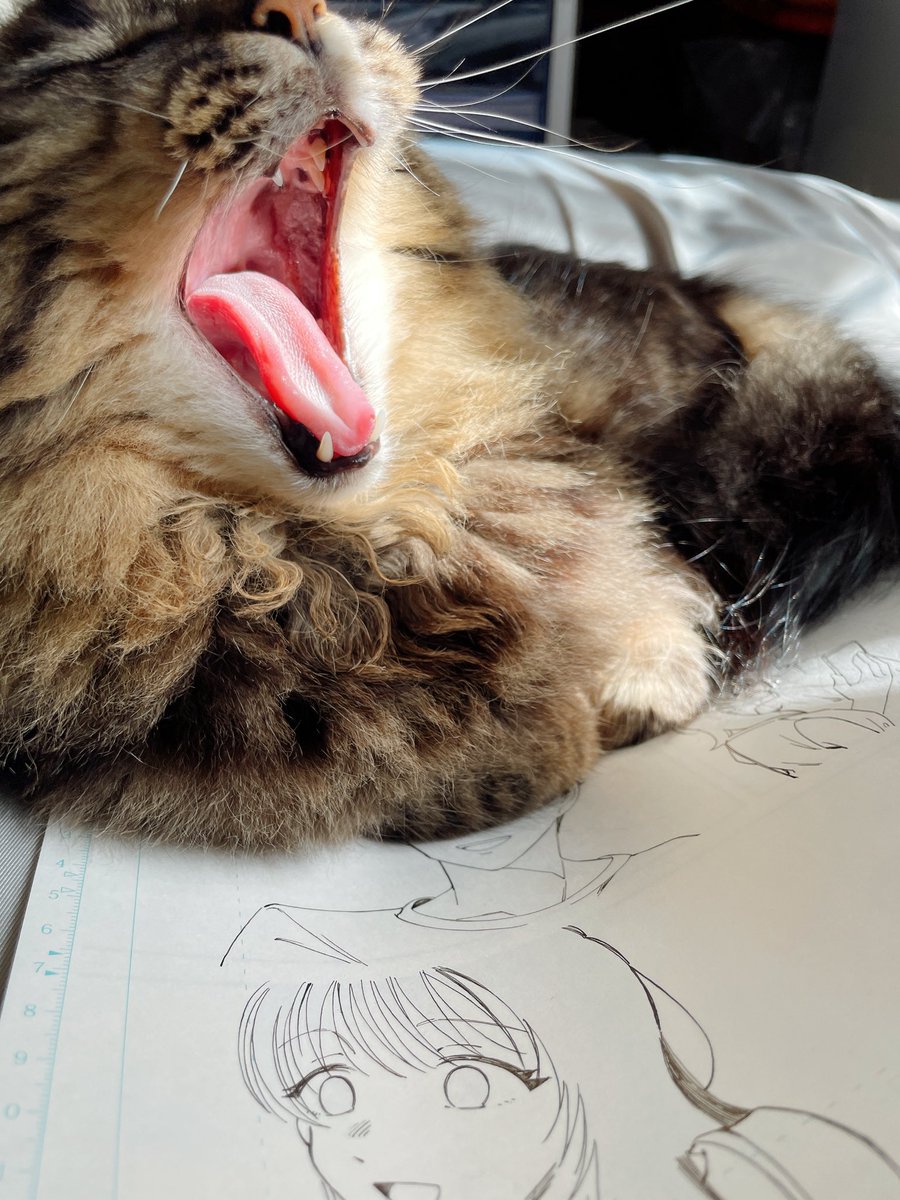 「原稿の上が好き猫 」|追本🌸花モノ単行本発売中のイラスト
