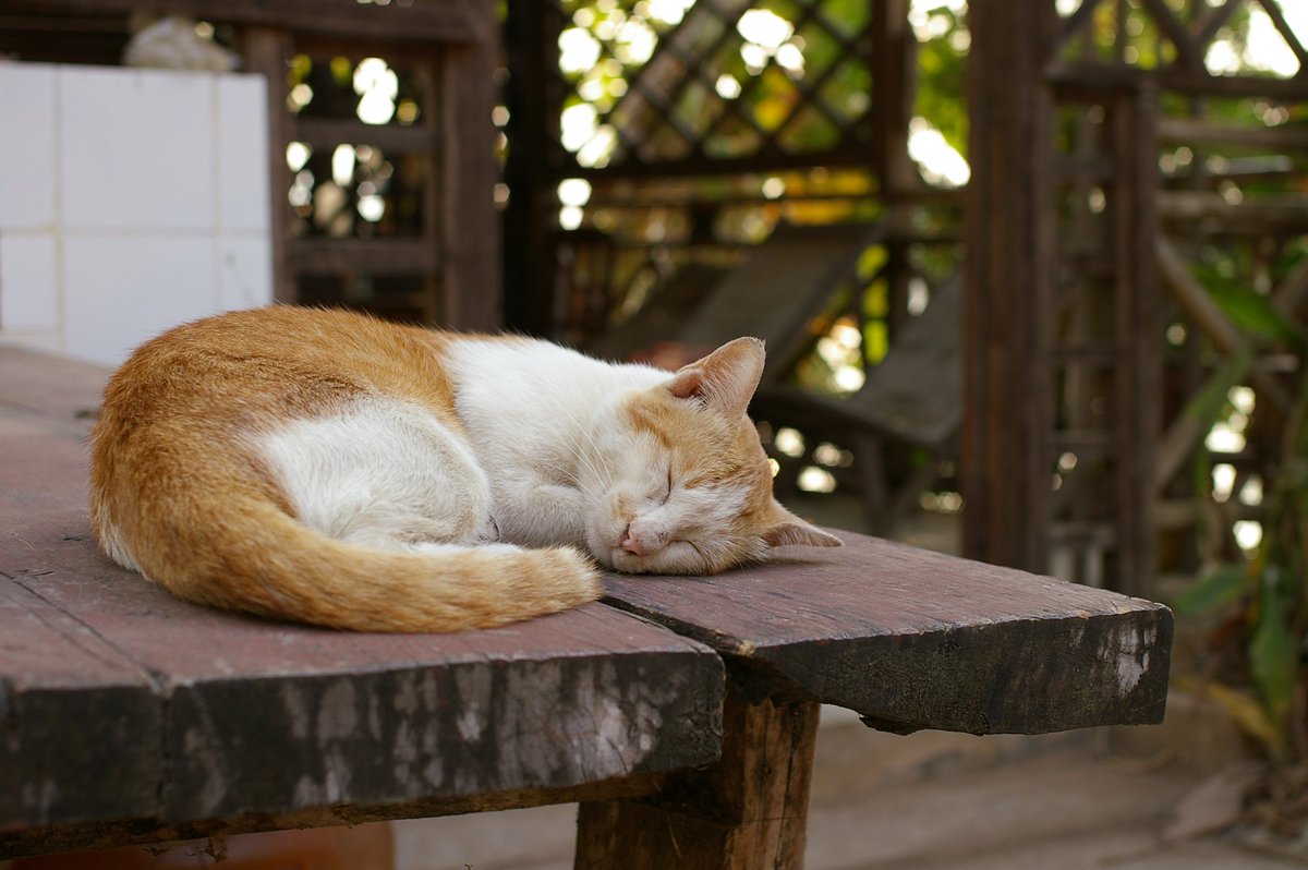 fujimotommr's tweet photo. Street snap by PENTAX *ist DS
今日は猫の日ですね~😊
2008年2月9日撮影 ラオス コン島
#Laos #khonisland #pentax #istds #fa35 https://t.co/xCsjdQ5Hg2