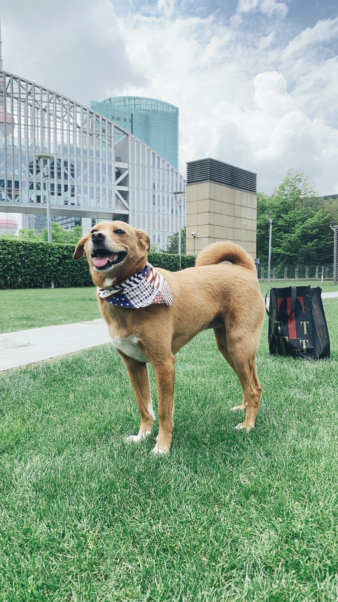 MO_PUDONG's tweet photo. A truly pampered pet-friendly weekend awaits at Mandarin Oriental Pudong, Shanghai. We have plenty of outdoor space for you all to enjoy.
#petfriendlyterrace #Shanghai #Shanghailife #MOExperiences #luxuryhotel #mandarinorientalpudong #mandarinorientalpudongshanghai #ImAfan https://t.co/uQIbDGo3Vo