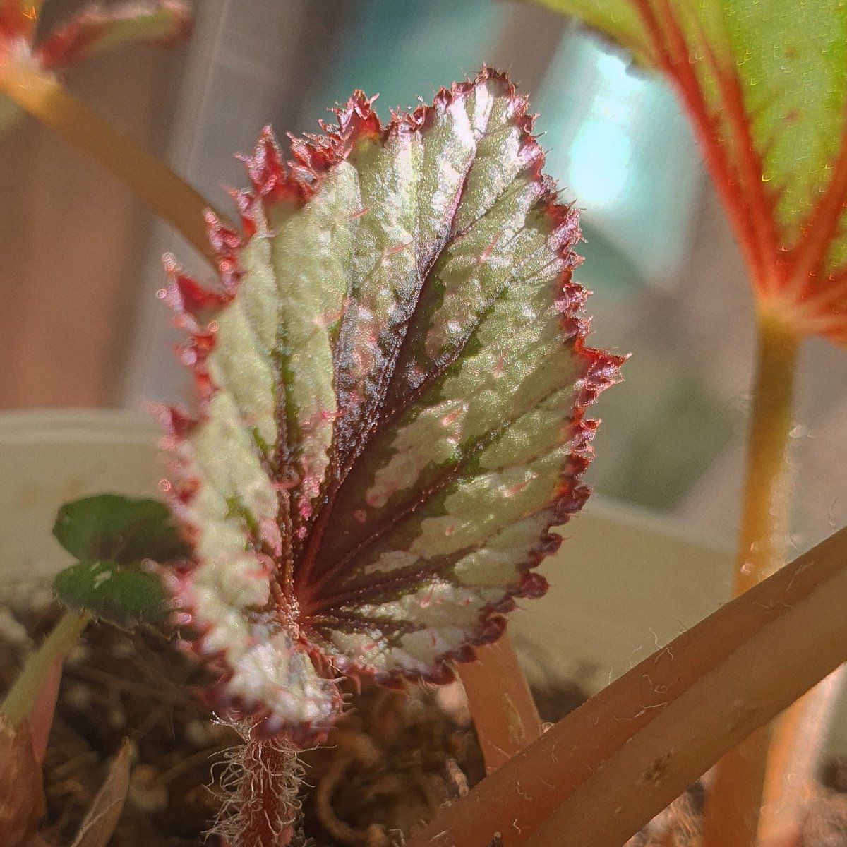 아디안텀 핑크레이디 핑크스팟 아시안툰드라
아기잎들~~ 귀여워잇