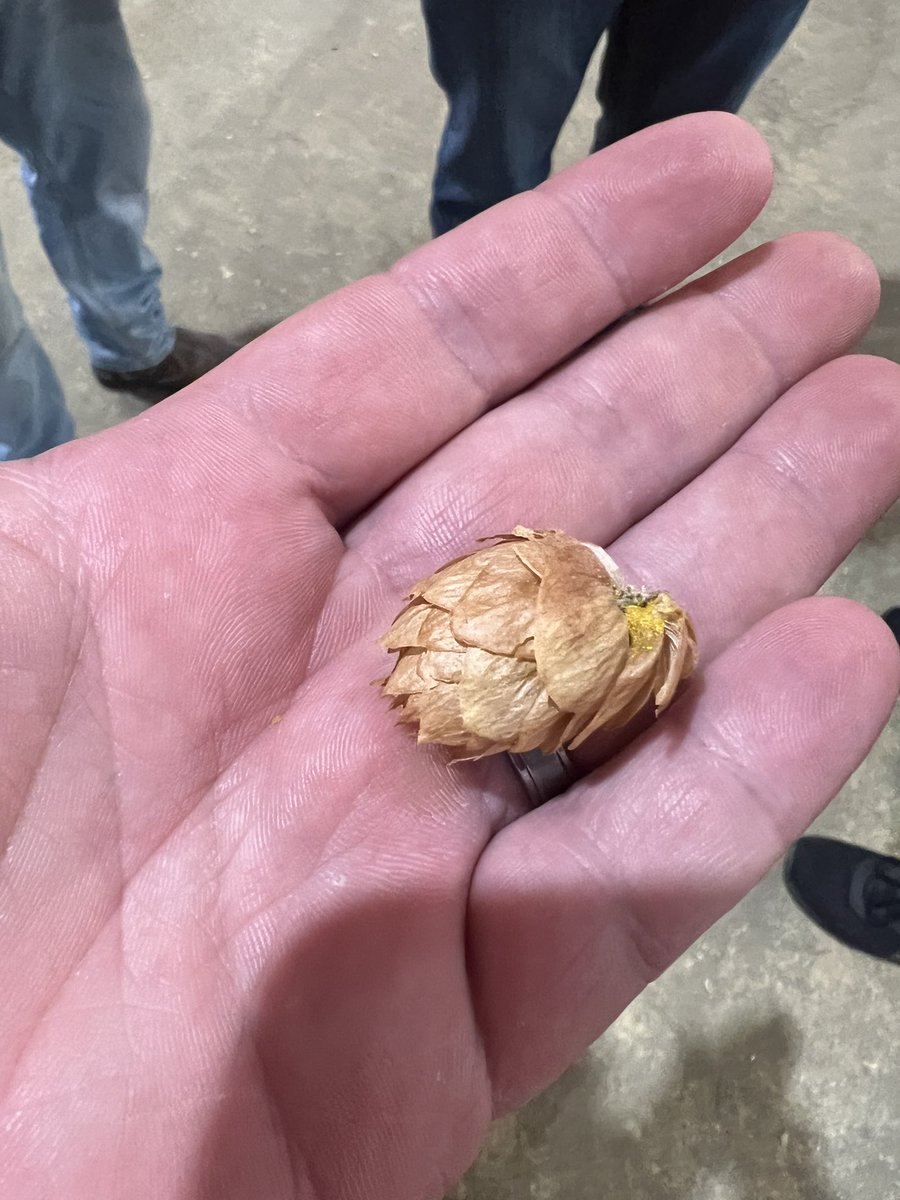 Hop to it! Thanks to HPA <a href="/HopProductsAus/">Hop Products Australia</a> for the fascinating tour this morning - as growers of malting barley these guys learned heaps about the ‘other’ important ingredient in beer. #qfhtassietour #aussiehops