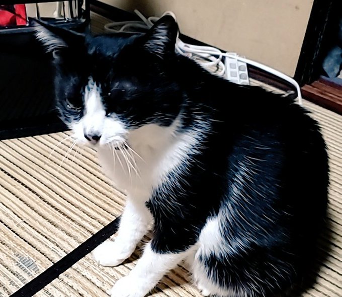 18歳ウンヶ月…もう少しで尻尾が2本になると思うので
これからもよろしくお願いいたします… 