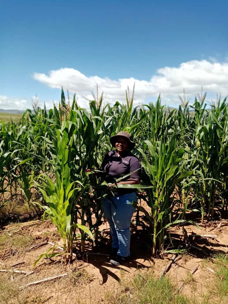 UkhanyoFarmer's tweet photo. Top of the Morning with Sisipho in Joe Qgabi 🙌🏽Our WCW!
#WomanInFarming #YouthInFarming #UFD2022/23 https://t.co/m1gzv7wh7p