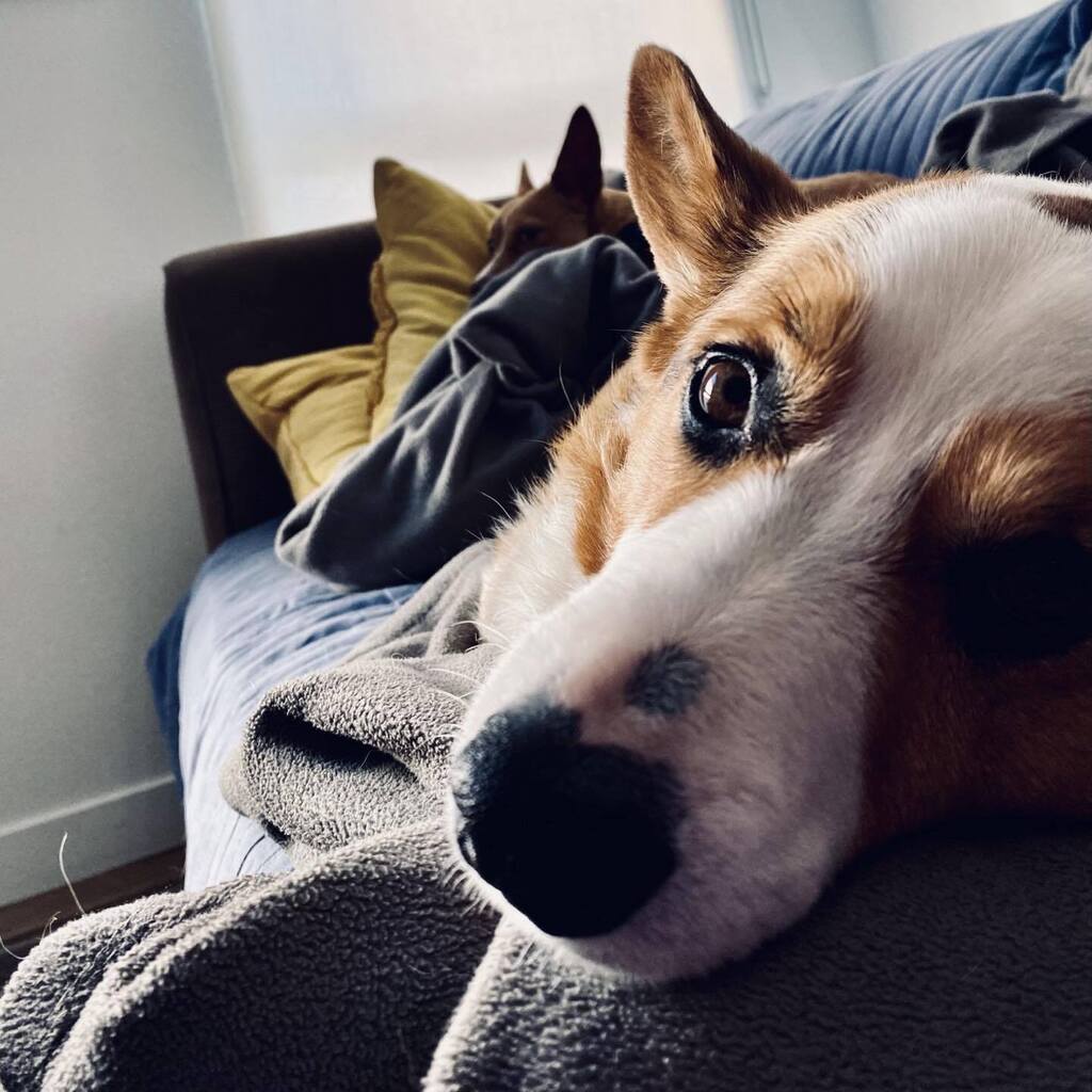 CorgMarshall's tweet image. She’s behind me … isn’t she? instagr.am/p/Co88uKRN3p-/