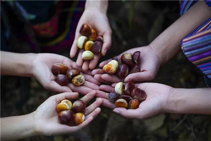 LiveinGuizhou's tweet photo. Apart from Orah mandarins, Guizhou's #Wangmo County has also developed three other #agricultural industries❤️, namely mango, Chinese chestnut and lime, by taking advantage of the local industrial foundations and #natural resources. 😍

📷 by Tianyan News https://t.co/eBvJ9W8399