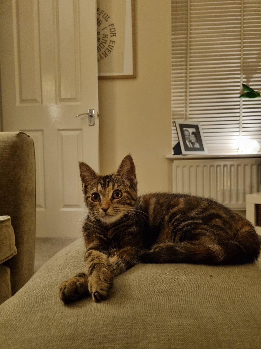 annalou_x's tweet photo. @JohnLewisRetail #JLPets π Shruti Kitten π https://t.co/jI00P79ugj