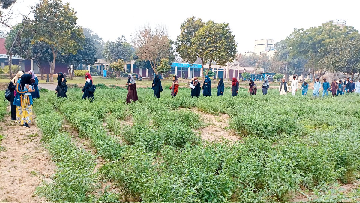 Chickpea_Lab's tweet photo. Last couple of days were incredible for my students and me! 
I took my Plant breeding and Genetics class to the Desi chickpea field where we observed the various differences in qualitative and quantitative traits among diverse chickpea genotypes at the flowering stage.
#Chickpea https://t.co/u1P6YHF9Uf