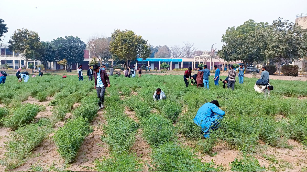 Chickpea_Lab's tweet photo. Last couple of days were incredible for my students and me! 
I took my Plant breeding and Genetics class to the Desi chickpea field where we observed the various differences in qualitative and quantitative traits among diverse chickpea genotypes at the flowering stage.
#Chickpea https://t.co/u1P6YHF9Uf