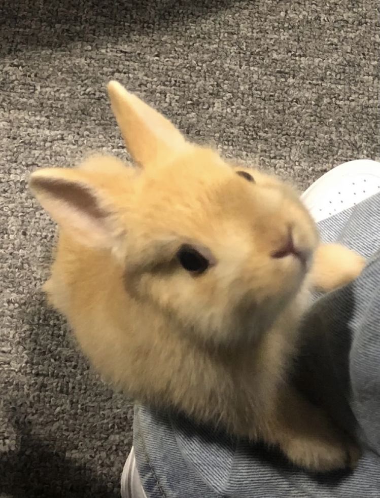 ⠀⠀
            ♫ 02.22.23 | home. 
            i might've just adopted
͏ ⠀⠀      a new pet today. meet sei.
⠀⠀⠀