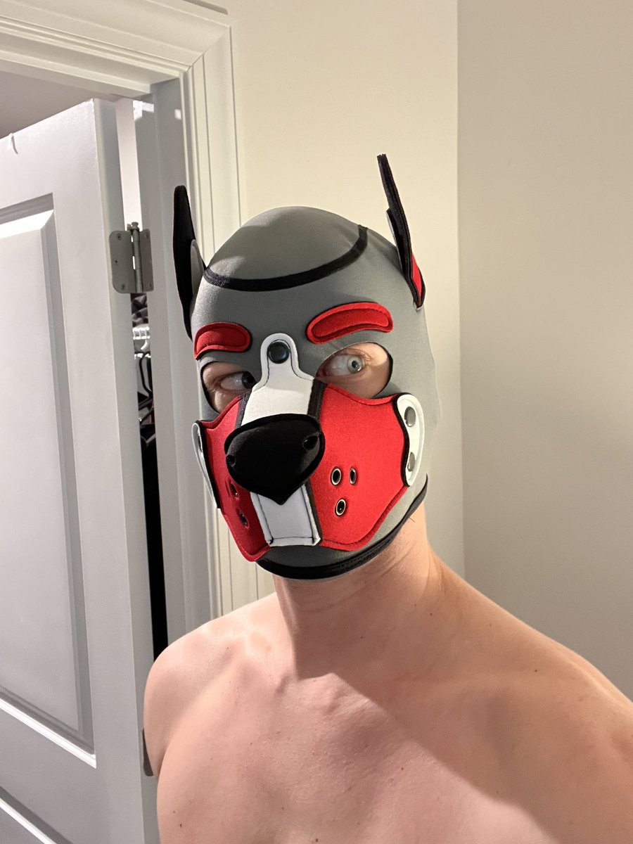PupPpan's tweet photo. @pup_snowdrop I is looking at the bone!🤤🤤🤤🤤🤤🤤 https://t.co/aSyy1aNuQY
