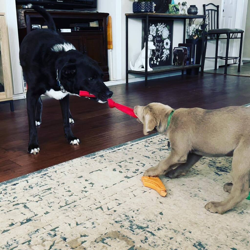 _MelissaArcher's tweet photo. Tux-of-war
Uncle and nephew hard at work.
#labsofinstagram #dogsofinstagram #silverlabs #blacklabsofinstagram #puppiesofinstagram https://t.co/BKaeH91Kk2 https://t.co/3xvOO3uNcT